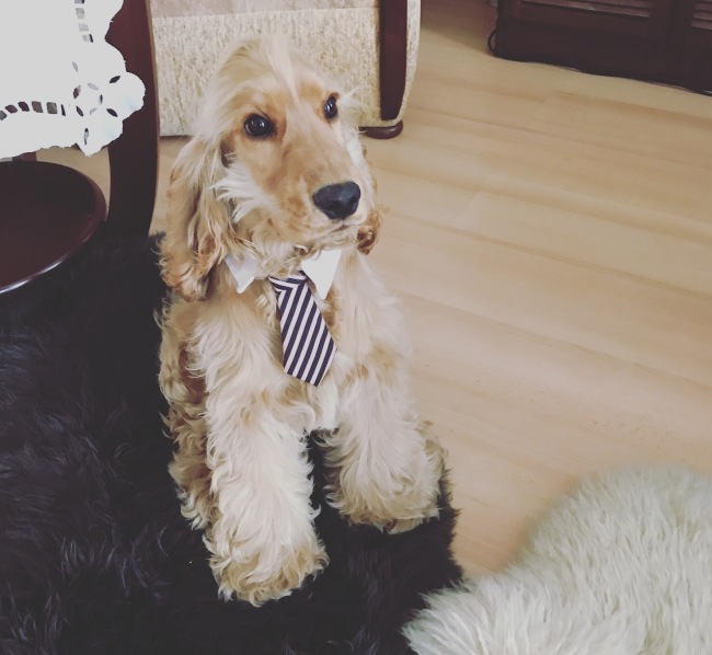 A business dog in a tie